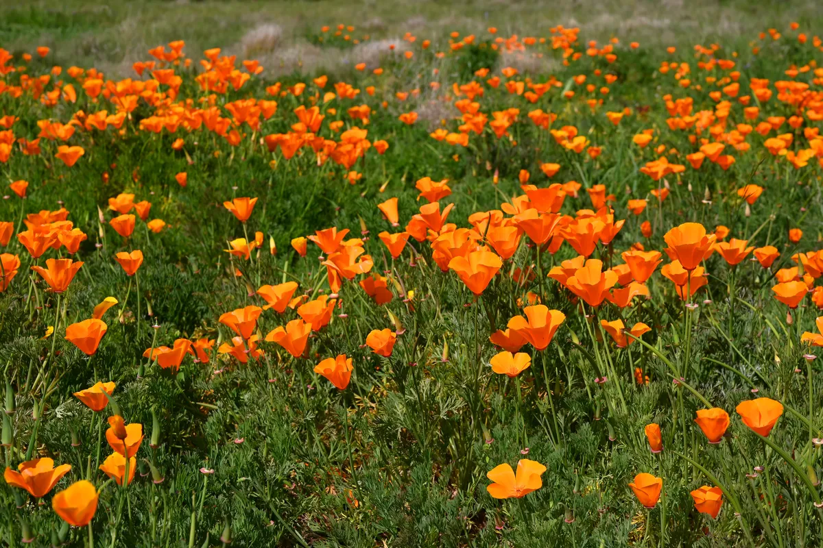 California poppy